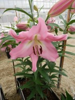 [5608 VH38 No02.JPG]